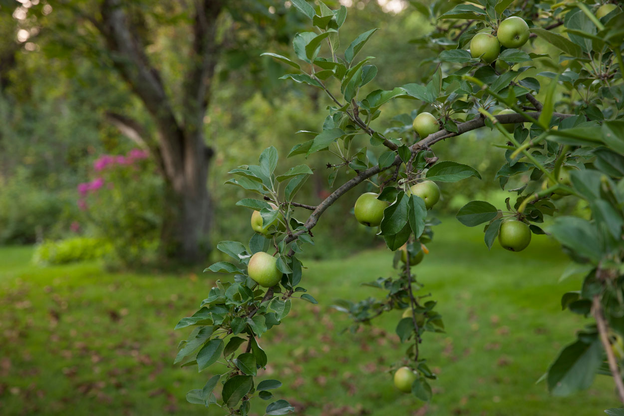 Orchard Gardens at 900