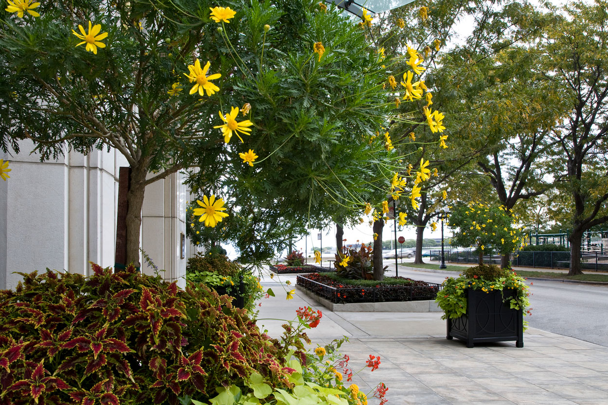 City Parkway Plantings 002