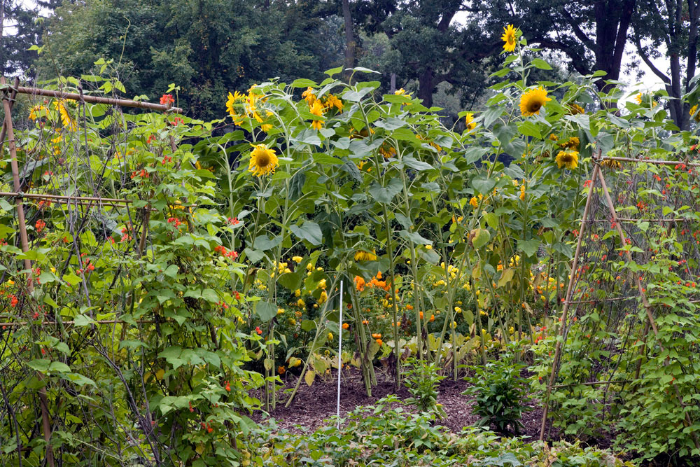 Rustic Kitchen Garden 004