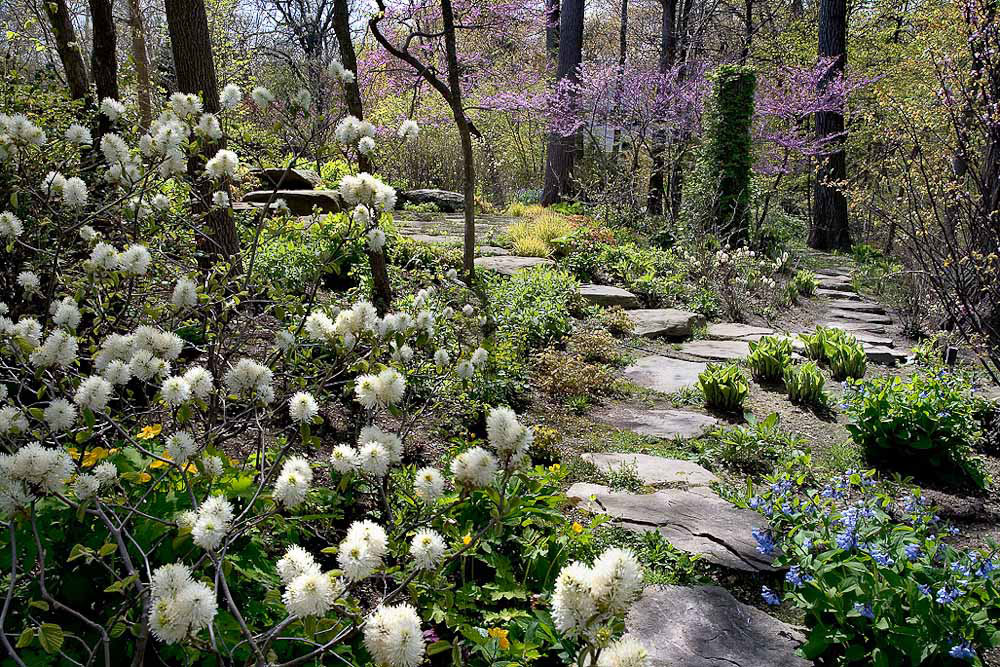 Woodland Ravine Garden